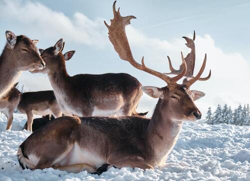 Animal's