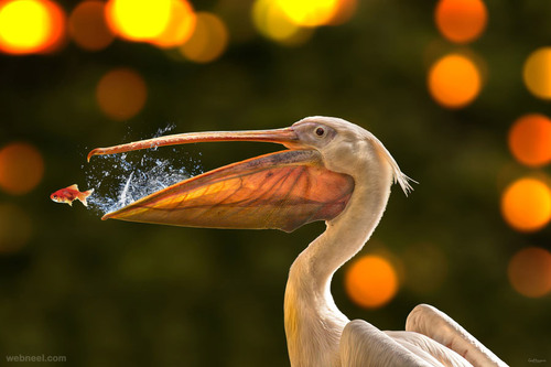 Wildlife Photography Conteste