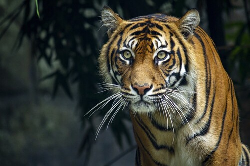 Animal Photographer of the Year