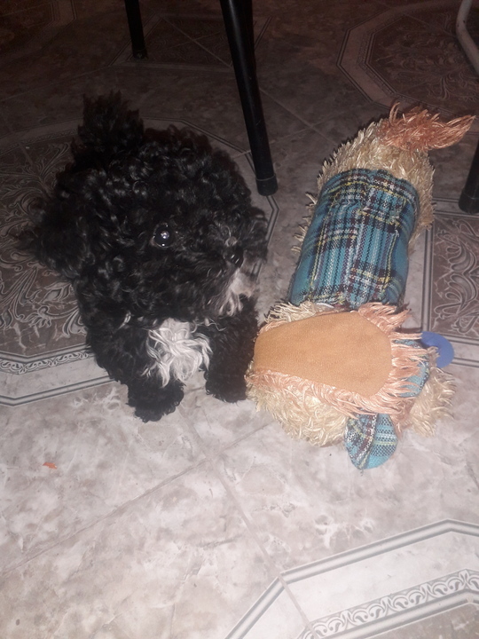TOBY