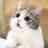 Male Cat